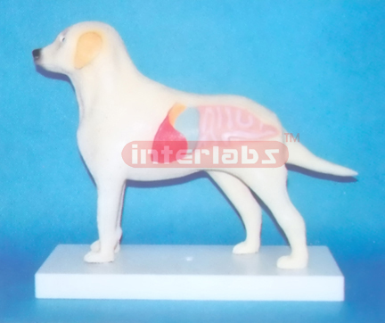 ELECTRON LIGHTING DOG ANATOMICAL DEMONSTRATION MODEL